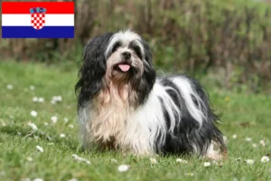 Lees meer over het artikel Lhasa Apso fokkers en puppy’s in Kroatië