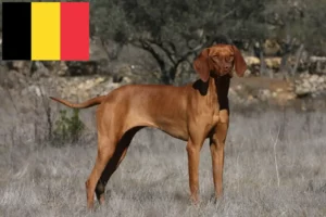 Lees meer over het artikel Magyar Vizsla fokkers en pups in België