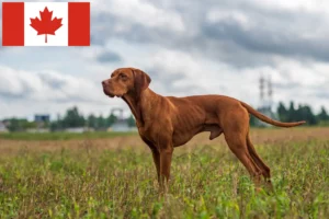 Lees meer over het artikel Magyar Vizsla fokkers en pups in Canada