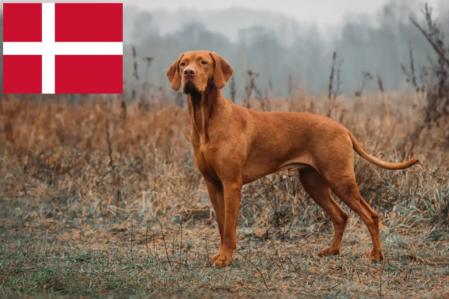 Lees meer over het artikel Magyar Vizsla fokkers en pups in Denemarken