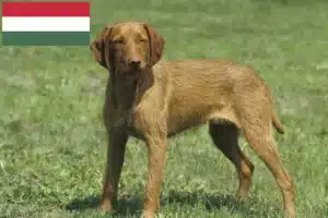 Lees meer over het artikel Magyar Vizsla fokkers en pups in Hongarije