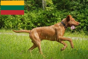 Lees meer over het artikel Magyar Vizsla fokkers en pups in Litouwen