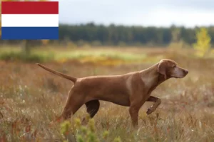 Lees meer over het artikel Magyar Vizsla fokkers en pups in Nederland