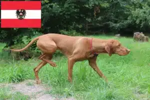 Lees meer over het artikel Magyar Vizsla fokkers en pups in Oostenrijk