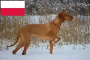 Lees meer over het artikel Magyar Vizsla fokkers en pups in Polen