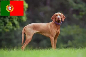 Lees meer over het artikel Magyar Vizsla fokkers en pups in Portugal