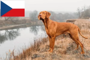 Lees meer over het artikel Magyar Vizsla fokkers en pups in Tsjechië