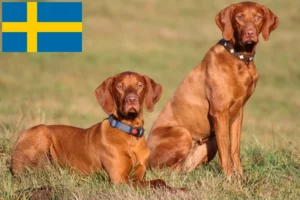 Lees meer over het artikel Magyar Vizsla fokkers en pups in Zweden