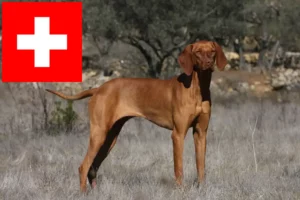 Lees meer over het artikel Magyar Vizsla fokkers en pups in Zwitserland