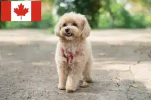 Lees meer over het artikel Maltipoo fokkers en pups in Canada