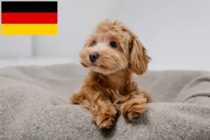 Lees meer over het artikel Maltipoo fokkers en pups in Duitsland