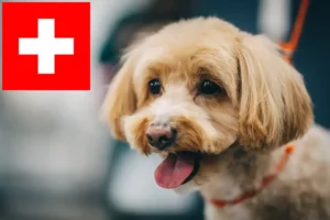 Lees meer over het artikel Maltipoo fokkers en pups in Zwitserland