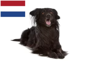 Lees meer over het artikel Markiesje fokkers en pups in Nederland