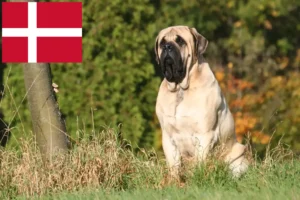 Lees meer over het artikel Mastiff fokkers en pups in Denemarken