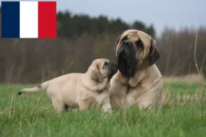 Lees meer over het artikel Mastiff fokkers en puppies in Frankrijk