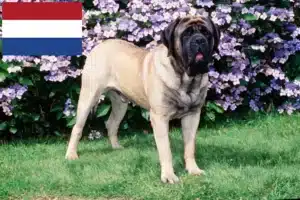 Lees meer over het artikel Mastiff fokkers en pups in Nederland