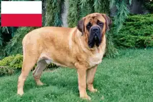 Lees meer over het artikel Mastiff fokkers en puppies in Polen