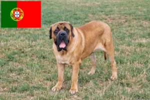 Lees meer over het artikel Mastiff fokkers en puppies in Portugal