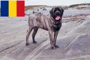 Lees meer over het artikel Mastiff fokkers en pups in Roemenië