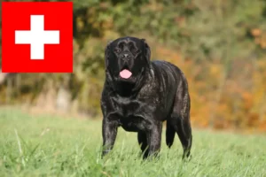 Lees meer over het artikel Mastiff fokkers en puppies in Zwitserland