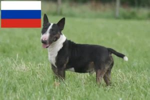 Lees meer over het artikel Dwergkees fokkers en puppies in Rusland