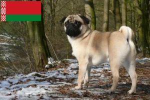 Lees meer over het artikel Mopshonden fokkers en puppies in Wit-Rusland