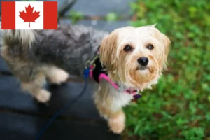 Lees meer over het artikel Morkie fokkers en puppies in Canada