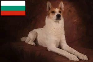 Lees meer over het artikel Norrbottenspitz fokkers en pups in Bulgarije
