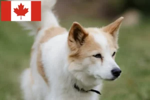 Lees meer over het artikel Norrbottenspitz fokkers en pups in Canada