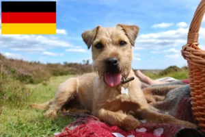 Lees meer over het artikel Patterdale Terrier fokkers en puppies in Duitsland