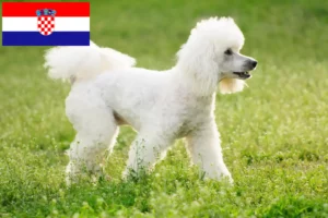 Lees meer over het artikel Poedelfokkers en puppy’s in Kroatië