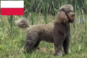 Lees meer over het artikel Poedelfokkers en puppies in Polen