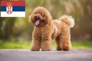 Lees meer over het artikel Poedelfokkers en puppies in Servië