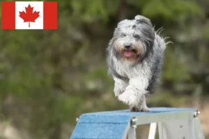 Lees meer over het artikel Schapendoes fokkers en pups in Canada