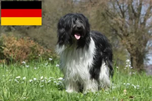 Lees meer over het artikel Schapendoes fokkers en pups in Duitsland