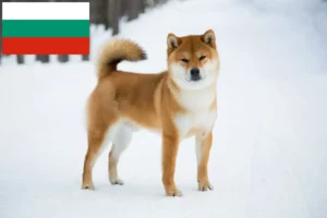 Lees meer over het artikel Shiba fokkers en puppies in Bulgarije