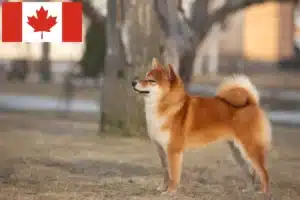 Lees meer over het artikel Shiba fokkers en pups in Canada