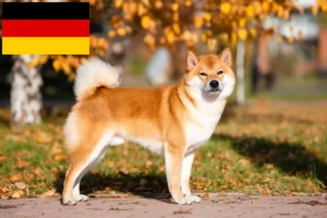 Lees meer over het artikel Shiba fokkers en pups in Duitsland