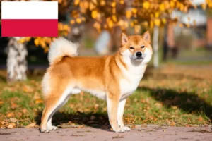 Lees meer over het artikel Shiba fokkers en pups in Polen