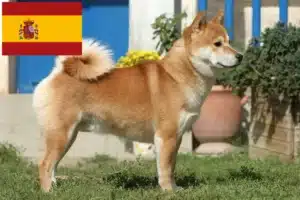 Lees meer over het artikel Shiba fokkers en pups in Spanje