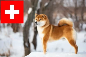 Lees meer over het artikel Shiba fokkers en pups in Zwitserland