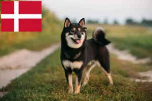 Lees meer over het artikel Shiba fokkers en pups in Denemarken