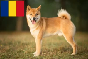 Lees meer over het artikel Shiba fokkers en pups in Roemenië