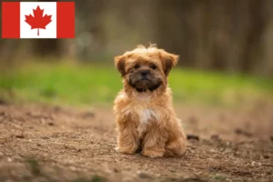 Lees meer over het artikel Shorkie fokkers en puppy’s in Canada