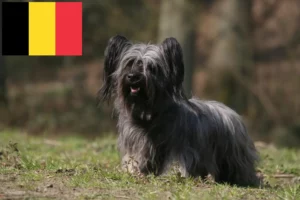 Lees meer over het artikel Skye Terrier fokkers en pups in België