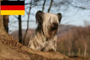 Lees meer over het artikel Skye Terrier fokkers en pups in Duitsland