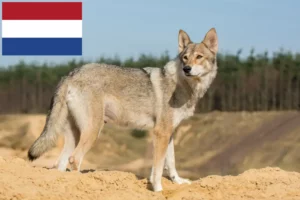 Lees meer over het artikel Tamaskan fokkers en pups in Nederland