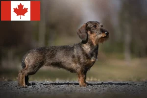 Lees meer over het artikel Teckelfokkers en puppies in Canada