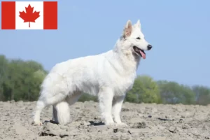 Lees meer over het artikel Witte Zwitserse Herdershond Fokker en Puppies in Canada