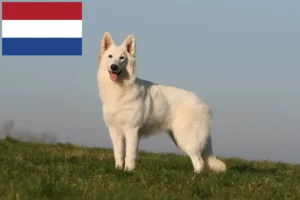 Lees meer over het artikel Witte Zwitserse Herder fokkers en pups in Nederland